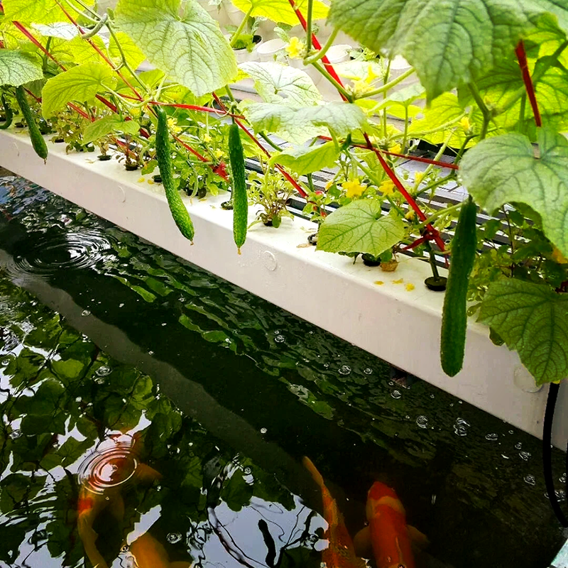 达州市气雾培鱼菜共生 - 价格