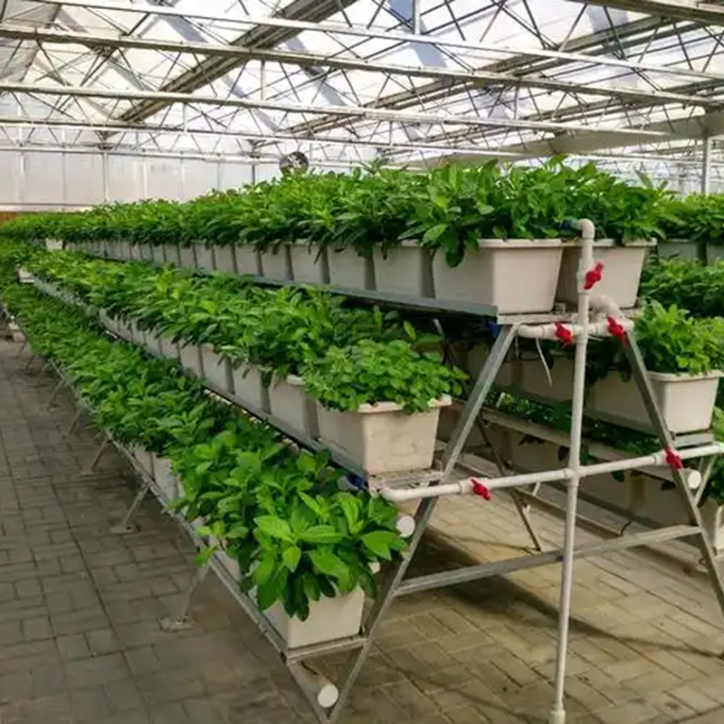 达州市植物工厂水培 - 排名